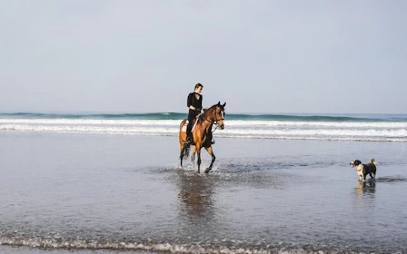 Horse Riding 2 Hours in Nabq Bay beach W/Transfer-Sharm El Sheikh