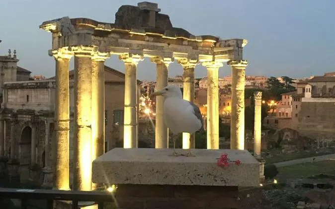 Ancient Roman Forum illuminated at night with a seagull in the foreground, Rome.