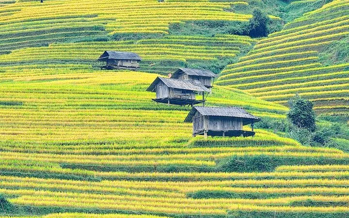 Terraced rice fields with wooden huts in Mu Cang Chai, Vietnam.