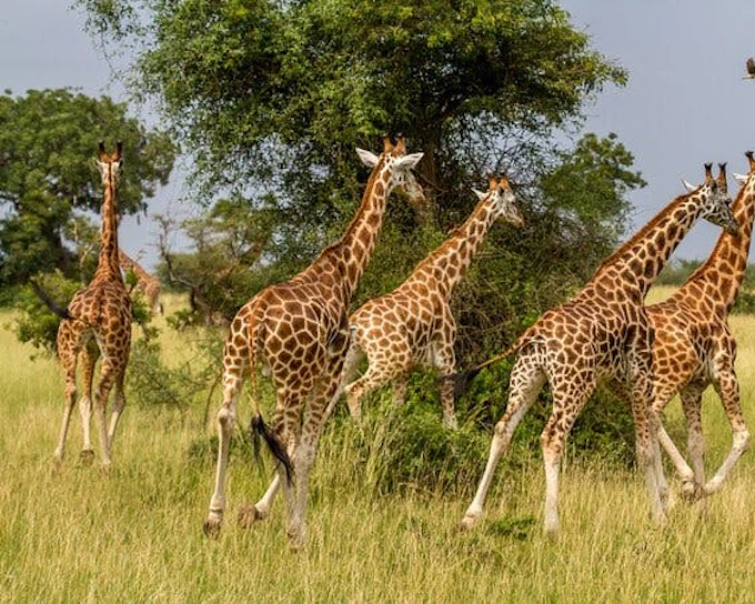 Aquila Game Reserve Safari: Small-Group Big 5 Tour with Hotel Pickup, Park Entry, and Buffet Lunch