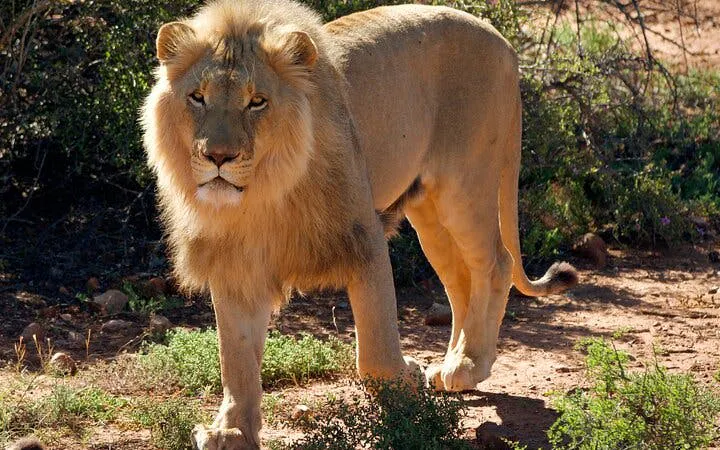 safari e tour naturalistico lungo la garden route da città del capo, con tappe a oudtshoorn e mossel bay-8