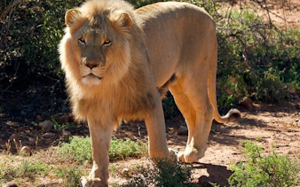 garden route safari and wildlife tour from cape town with oudtshoorn and mossel bay visits-8