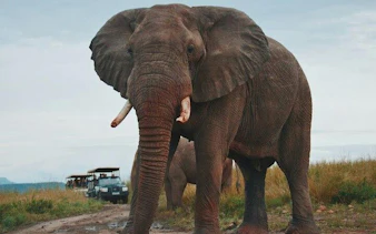 Elephant near safari vehicle in Hluhluwe-Imfolozi Park, Durban tour.