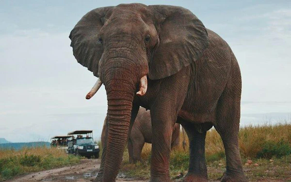 Full Day Hluhluwe-Imfolozi Park Safari Tour from Durban