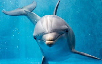 Dolphin swimming underwater in Sharm El Sheikh experience.