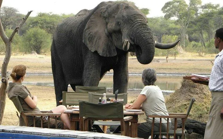 Guests dining near an elephant during a 3-night safari in Hwange, Zimbabwe.