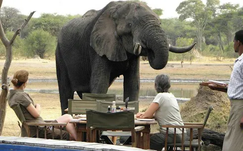 Guests dining near an elephant during a 3-night safari in Hwange, Zimbabwe.