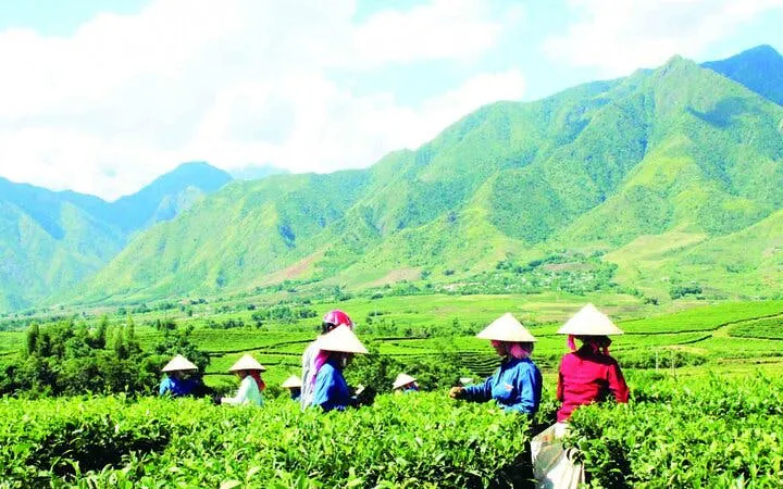 Workers in traditional hats tending rice terraces in Sa Pa, Vietnam, with lush green mountains in the background.
