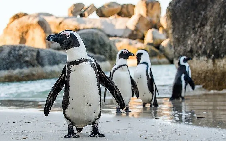 Cape Town Private Ziplining Tour in Constantia Winelands with Scenic Drives and Penguin Viewing