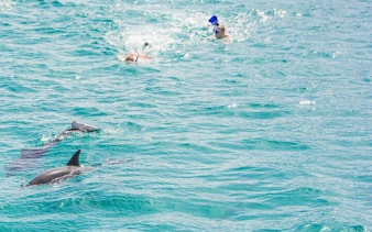 Snorkeler swimming near dolphins in clear waters during a private speed boat trip in Hurghada.