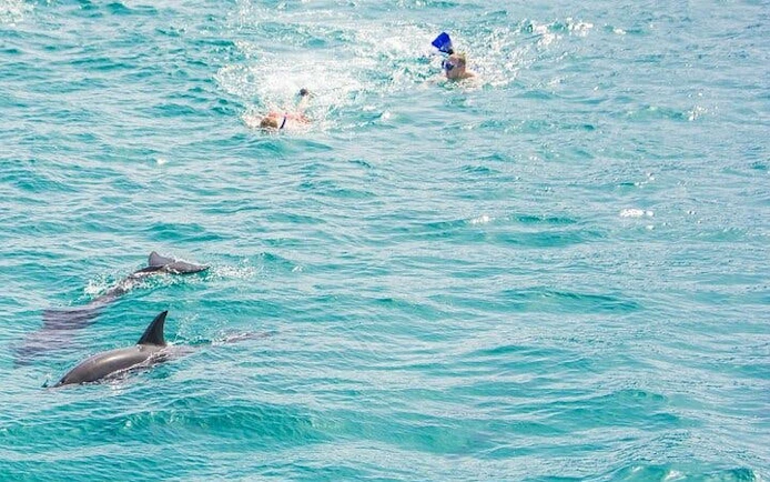 Snorkeler swimming near dolphins in clear waters during a private speed boat trip in Hurghada.