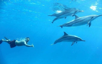 Snorkeler swimming with dolphins in clear waters near Hurghada.