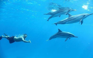 Snorkeler swimming with dolphins in clear waters near Hurghada.