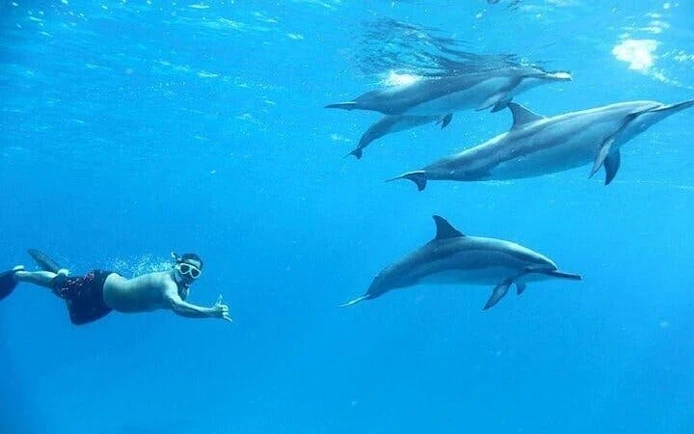 Snorkeler swimming with dolphins in clear waters near Hurghada.