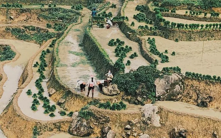 Sapa trekking tour through terraced rice fields in Ta Phin Village with Red Dao community.