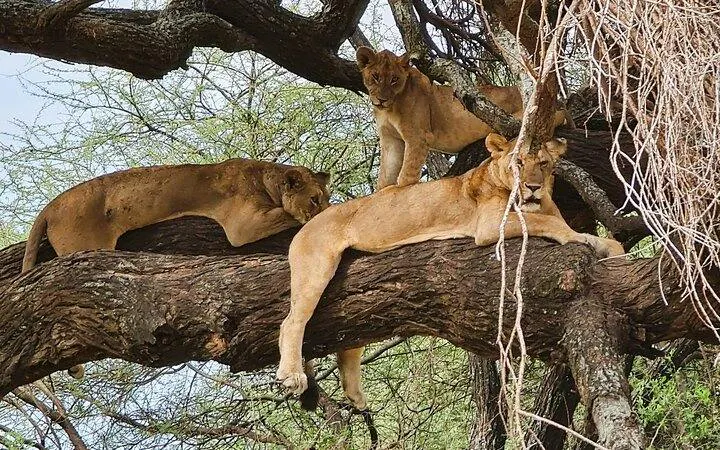 From Arusha: 11-Day Northern Circuit Lakes Safari with Serengeti and Ngorongoro
