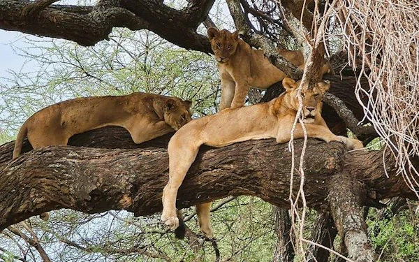 From Arusha: 11-Day Northern Circuit Lakes Safari with Serengeti and Ngorongoro