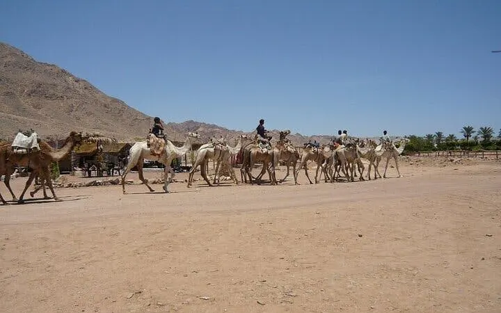 Camel caravan crossing desert landscape near Dahab on 3 Pools trip, Sharm El Sheikh.