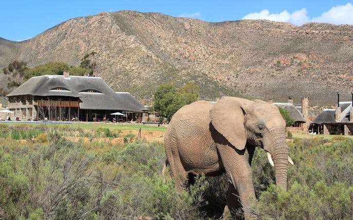 aquila private game reserve: early morning safari drive with big 5 viewing and breakfast-1