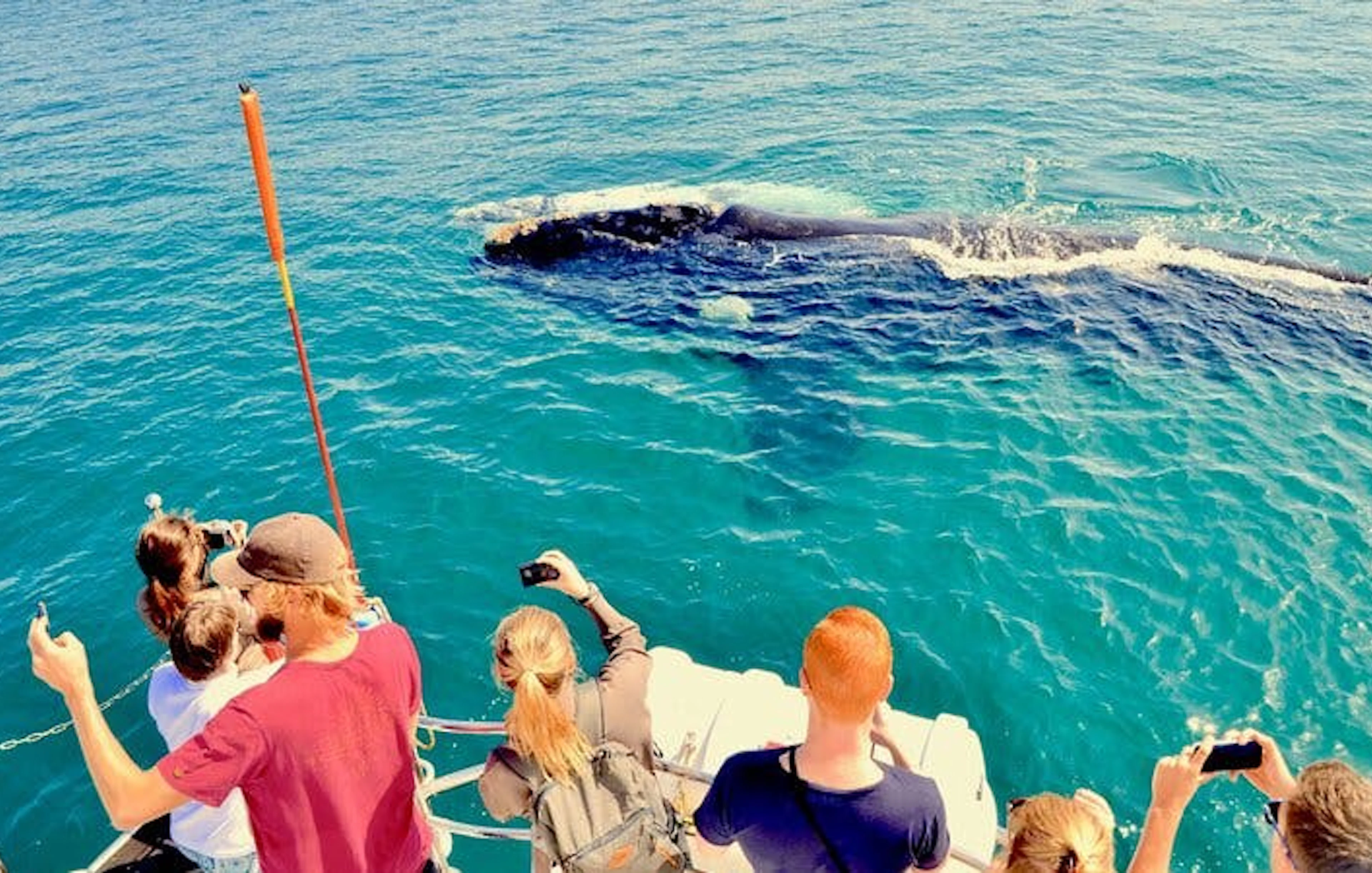 private hermanus whale watching boat tour and hemel-en-aarde wine tasting day trip from cape town-1