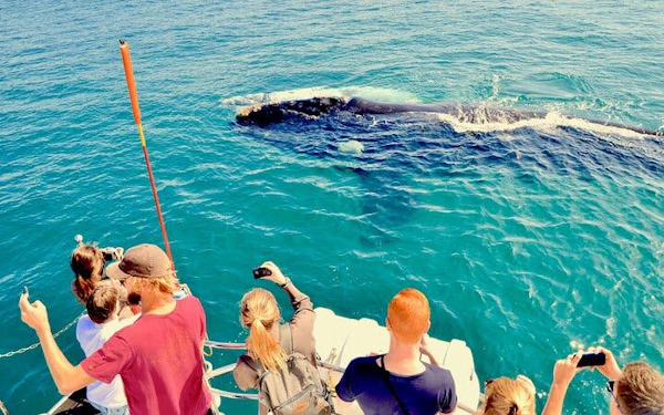 Private Hermanus Whale Watching Boat Tour and Hemel-en-Aarde Wine Tasting Day Trip from Cape Town