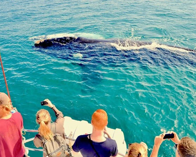 Private Hermanus Whale Watching Boat Tour and Hemel-en-Aarde Wine Tasting Day Trip from Cape Town