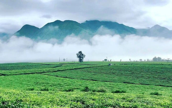 Sapa tea hill with misty mountains and a solitary tree in Vietnam.