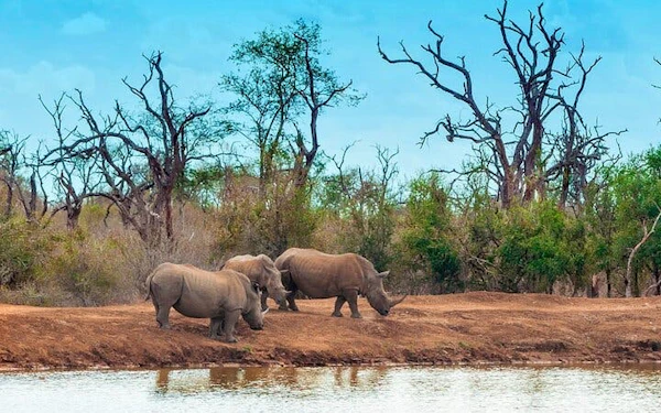 Zanzibar and Serengeti Guided Tour: Beaches, Game Drives, and Local Experiences