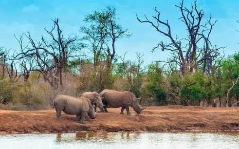 Rhinos by a waterhole in a savannah landscape, Zanzibar, Tanzania.