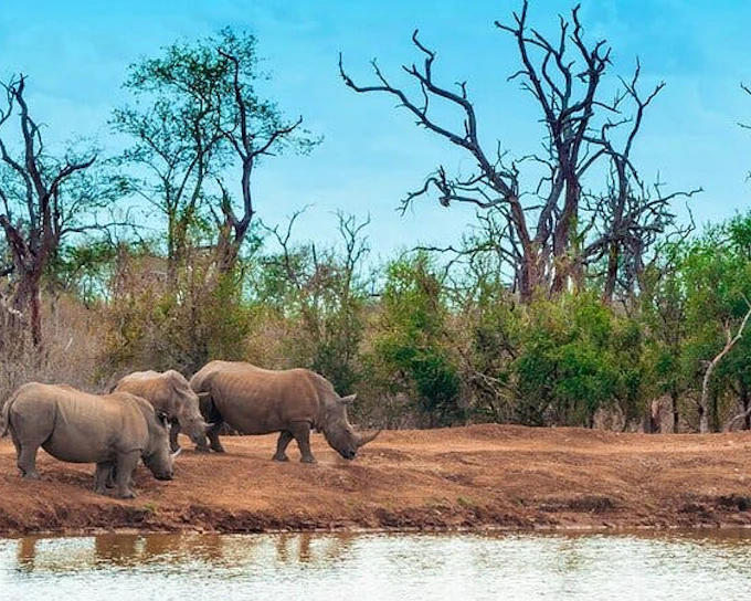 Zanzibar and Serengeti Guided Tour: Beaches, Game Drives, and Local Experiences