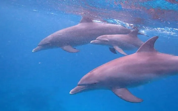 Dolphins swimming underwater during a snorkeling trip in Hurghada.