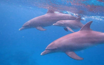 Dolphins swimming underwater during a snorkeling trip in Hurghada.