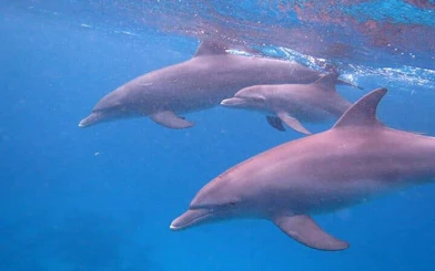 Dolphins swimming underwater during a snorkeling trip in Hurghada.