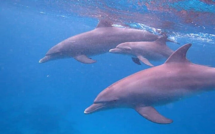 Dolphins swimming underwater during a snorkeling trip in Hurghada.