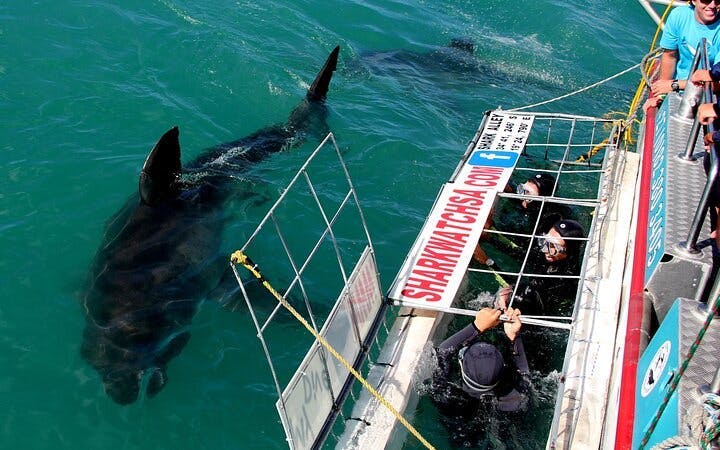 from cape town: gansbaai shark cage diving and stony point penguins day tour-4
