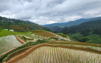 Terraced rice fields in Mu Cang Chai with mountains in the background, Vietnam.