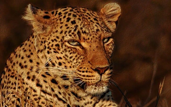 from cape town: aquila game reserve safari with transport, park fees, and lunch-1