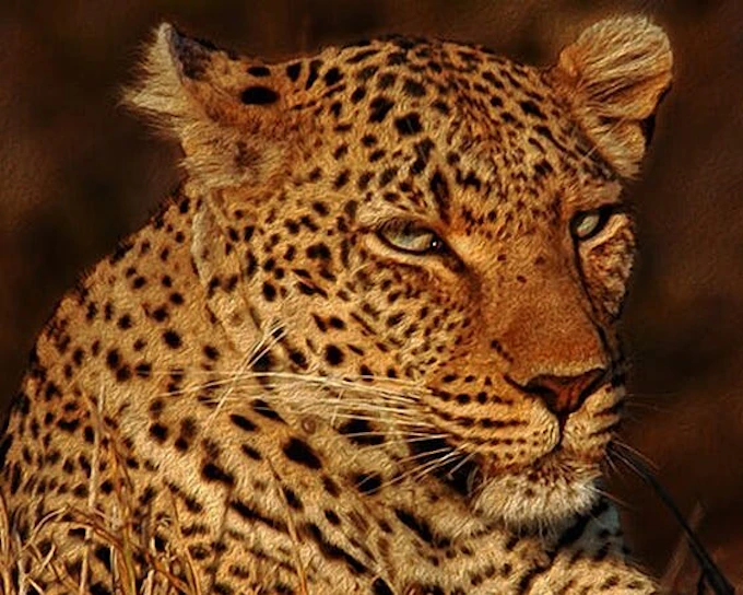 From Cape Town: Aquila Game Reserve Safari with Transport, Park Fees, and Lunch