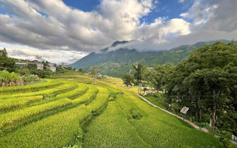 Terraced rice fields in Muong Hoa Valley, Sapa, with mountains and cloudy sky.
