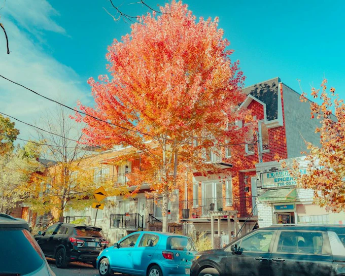 Montreal Plateau and Mile End Self-Guided Audio Walk: Bagels, Smoked Meat and Outside Staircases
