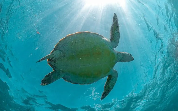 Sea turtle swimming underwater in Akumal Bay during snorkeling tour.