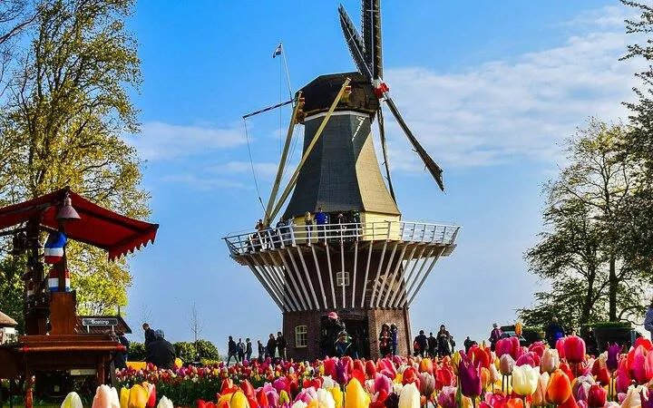 Windmill surrounded by tulip fields at Keukenhof Gardens, part of the Delft and Keukenhof tour from Brussels.