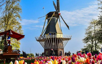Windmill surrounded by tulip fields at Keukenhof Gardens, part of the Delft and Keukenhof tour from Brussels.