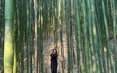Person walking through dense bamboo forest in Mu Cang Chai during motorbike tour.