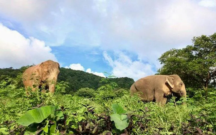 Elephants grazing in lush greenery at Koh Samui Ethical Elephant Sanctuary, Thailand.