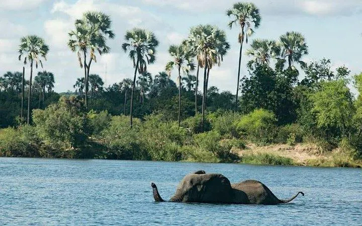 Zambezi River Breakfast Cruise