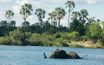 Elephant swimming in the Zambezi River with palm trees in the background, Victoria Falls.