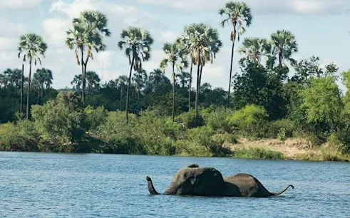 Elephant swimming in the Zambezi River with palm trees in the background, Victoria Falls.