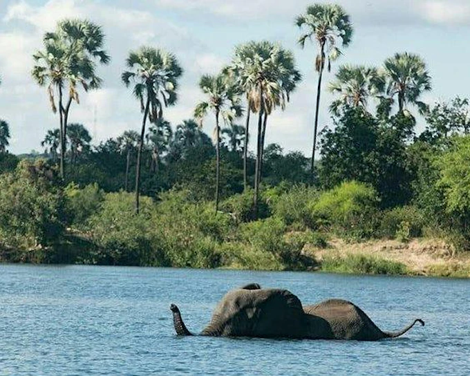 Zambezi River Breakfast Cruise