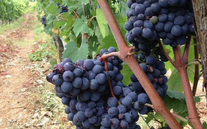 Grapevines in a Tuscan vineyard, part of a day trip from Rome with wine tastings.